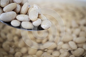 Dried beans legumes softened by soaking in water, beans in a spoon.