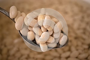 Dried beans legumes softened by soaking in water, beans in a spoon.