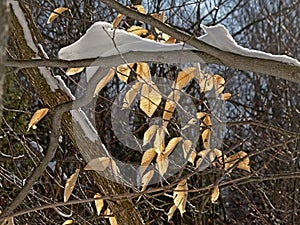 Dried beech leaves on a snow covered branch in the forest