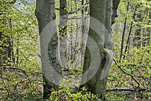 Dried beech trees photo