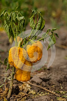 Dried Bell pepper. Bad harvest. Unsatisfactory results of growing organic vegetables