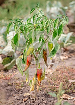 Dried Bell pepper. Bad harvest. Unsatisfactory results of growing organic vegetables