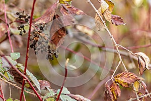 Dried berries