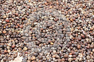 Dried berries coffee beans
