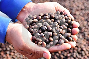 Dried berries coffee beans on hands