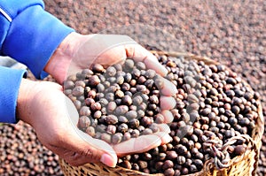 Dried berries coffee beans on hands