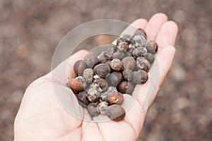 Dried berries coffee beans on hands