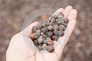 Dried berries coffee beans on hands photo