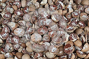 Dried betel, areca nuts