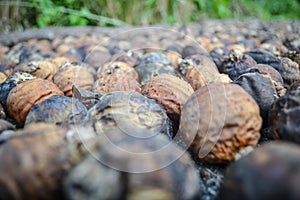 Dried betel nut or areca nut photo