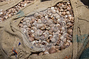 A dried betel nut in a sack
