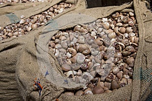 A dried betel nut in a sack