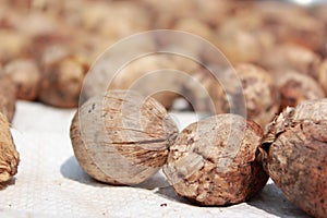 Dried Betel Nuts or Areca Nuts