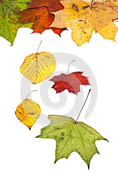 Dried birch aspen maple and many autumn leaves