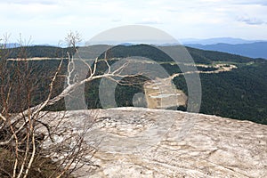 Dried birch on rock of Lago-Naki plateau in summer