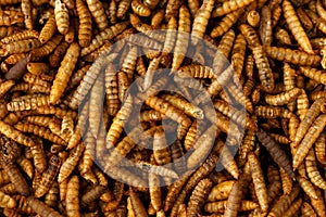 Dried Black soldier fly larvae, calci worms food wildlife birds