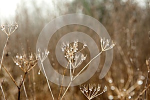 Dried blades of grass with drops of dew.