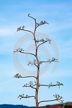 A dried bloom stalk on a yucca in the Baja desert