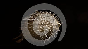 Dried Blowfish / puffer fish - diodon holocanthus skeleton on dark background. Very poisonous considered a delicacy in some