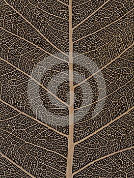 Dried Bodhi leaf on black background