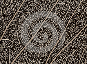 Dried Bodhi leaf on black background