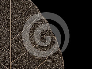 Dried Bodhi leaf on black background