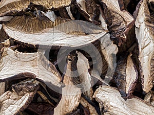 Dried bolete mushrooms