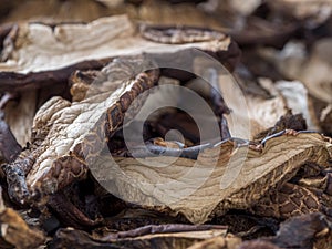 Dried bolete mushrooms