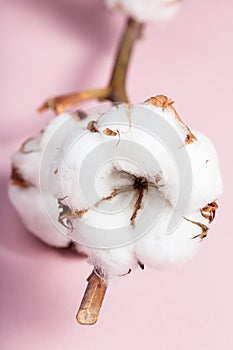 Dried bolls with cottonwool close up on pink