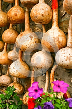 Dried bottle gourd used for decoration