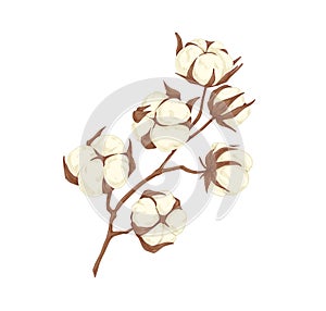 Dried branch of cotton flower bolls. Field plant with soft fluffy balls. Botanical floral drawing in vintage style