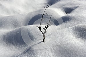 Dried branch lonely tree snow dunes desert