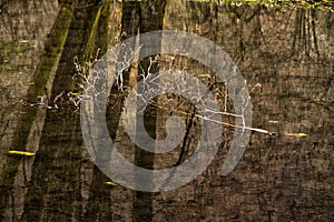 A dried branch of a tree that fell into the water of the river