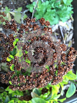 Dried branch