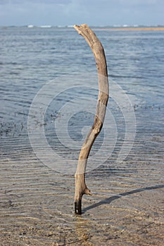 A dried Branch