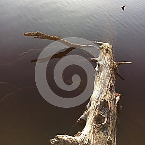 Dried branch in lake photo