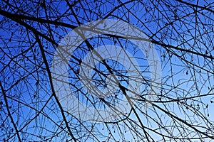 Dried branches against blue light during evening time