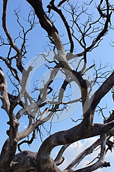 Dried branches of gloomy dead tree with sky