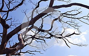 Dried branches of gloomy dead tree with sky