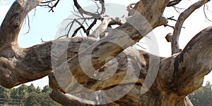 Dried branches of gloomy dead tree with sky