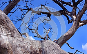Dried branches of gloomy dead tree with sky