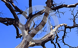 Dried branches of gloomy dead tree with sky