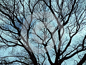 Dried branches tree photo