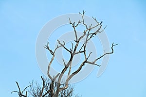 Dried branches of trees against blue sky