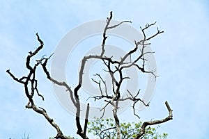 Dried branches of trees against blue sky