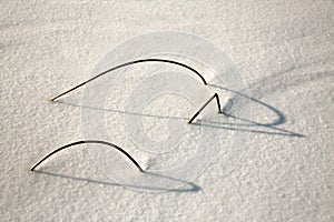 Dried branches on white snow in a winter forest