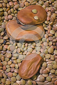 Dried broad beans Vicia faba var. major and Brown Lentils Len photo