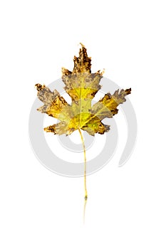maple leaf isolated on white background with reflection and shadow