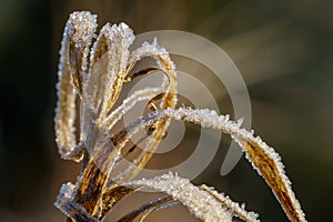 Dried brown blades of grass covered with glittering ice crystals of hoarfrost illuminated by sunlight in the morning