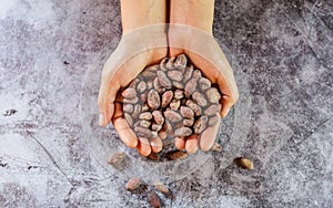 Dried brown cocoa beans in farmer hand